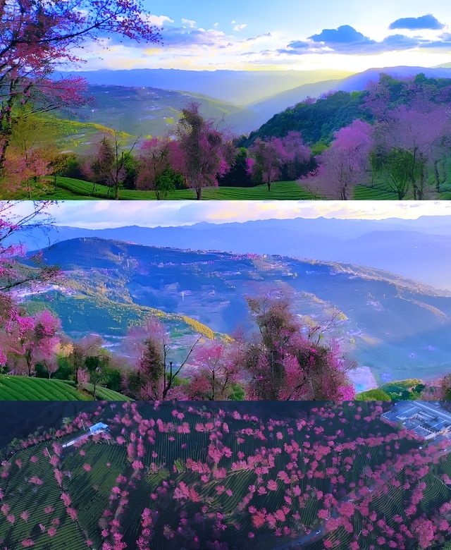 無量山櫻花谷冬日浪漫