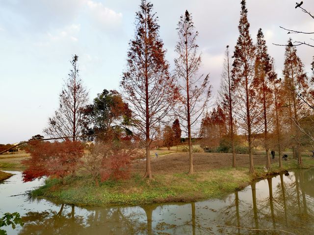 又是一年楓葉紅~~花開海上生態園