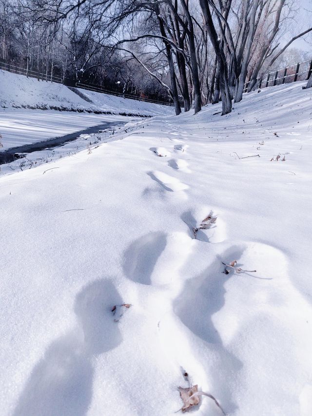 哈爾濱一處小公園的雪景竟然如此出片