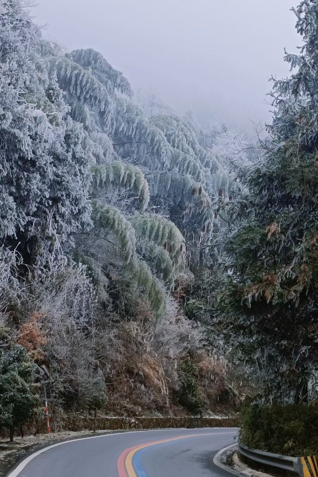 紫鹊界的青煙色