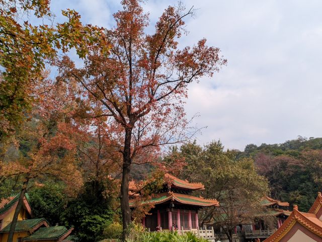 廣東新年何處去，紅葉首選圭峰山
