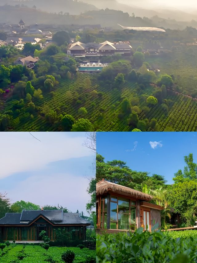 景邁柏聯｜生長在茶園裏的酒店
