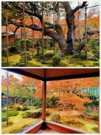 京都·寶泉院｜畫框一般繪畫卷環顧式庭院體驗和服之美