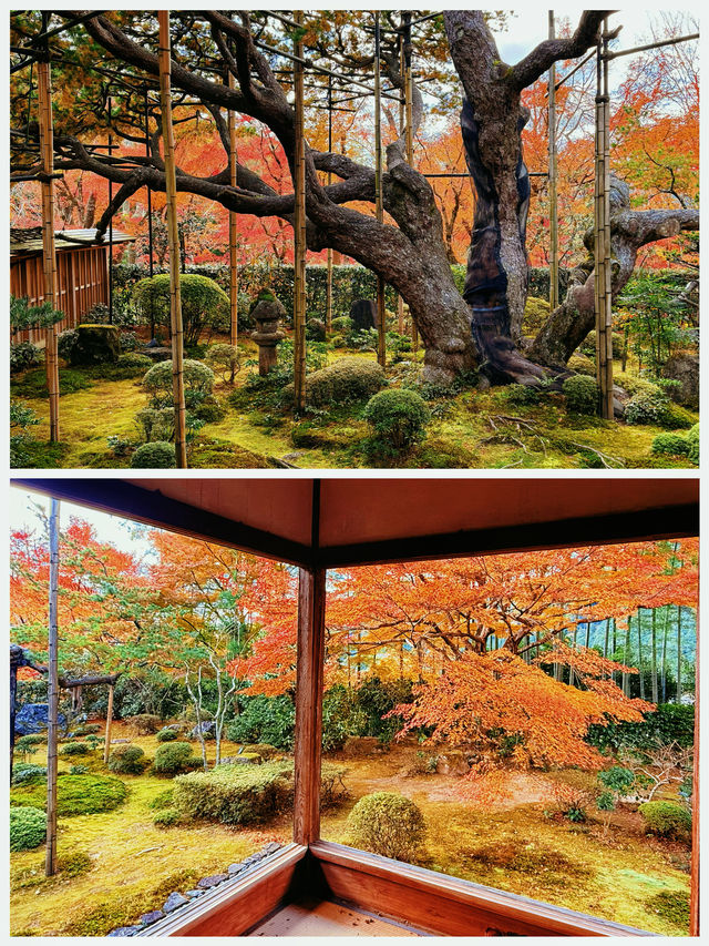 京都·寶泉院｜畫框一般繪畫卷環顧式庭院體驗和服之美