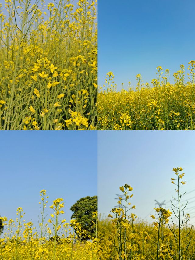 陌上花公園：油菜花的金色海洋