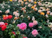 深圳前海石公園：絢爛花海之境