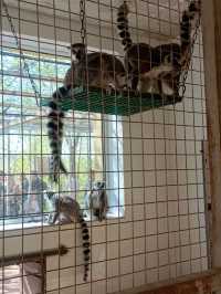 安徽大青山野生動物園 | 開啟超治癒的動物奇遇記