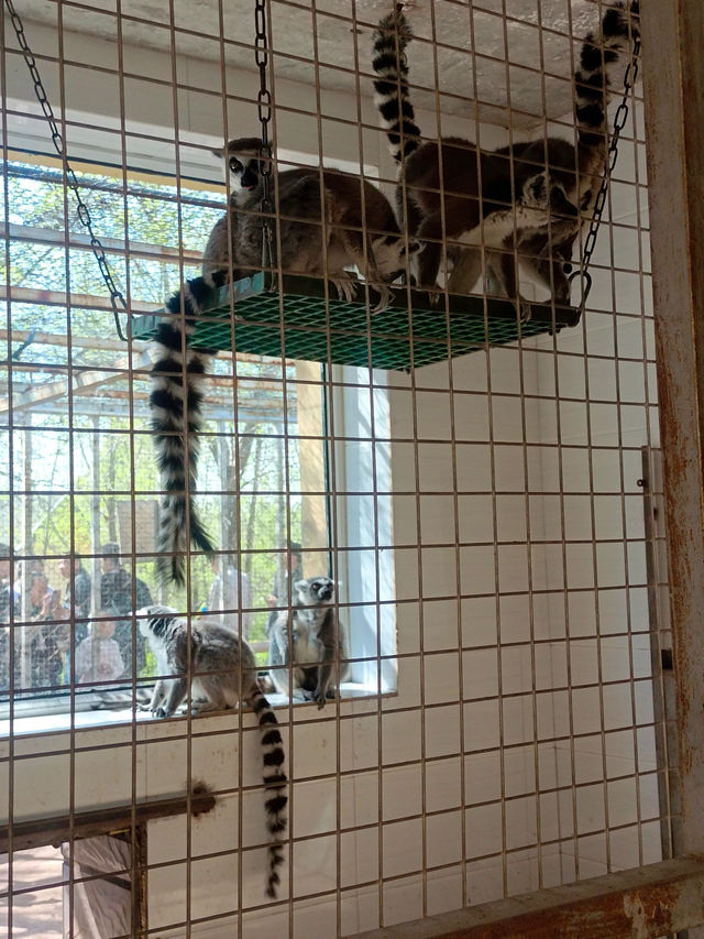 安徽大青山野生動物園 | 開啟超治癒的動物奇遇記