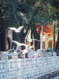 昆明Citywalk｜海鷗、鬱金香一萬次春和景明