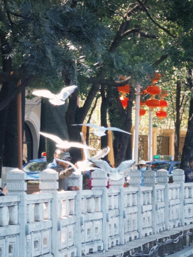 昆明Citywalk｜海鷗、鬱金香一萬次春和景明
