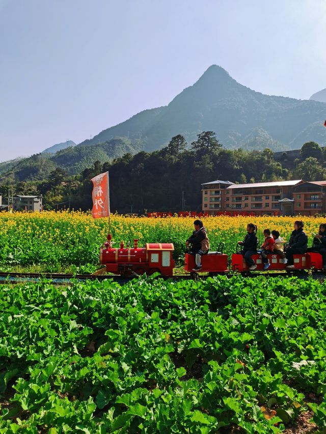 福州賞油菜花觀賞攻略