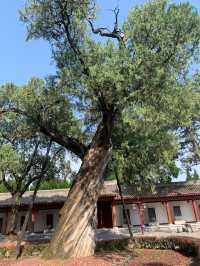 西安兵馬俑-法門寺5日遊帶小孩玩轉古都西安