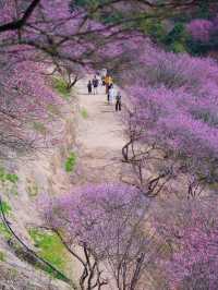 梅花開了！這裡有一整座梅花山！