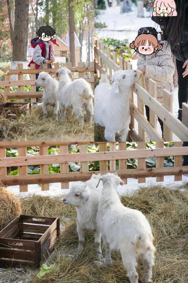 上海周末遛娃好去處：大千天鵝湖莊園