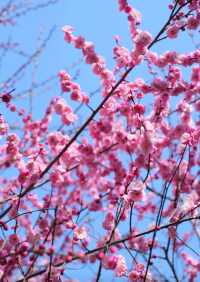暗香盈袖春意濃，沙湖公園梅花盛開