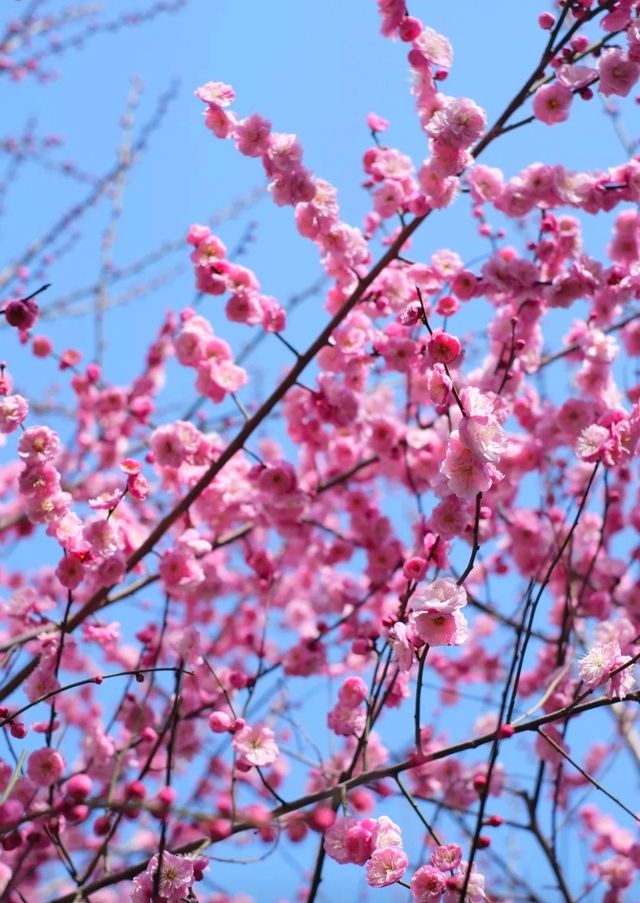 暗香盈袖春意濃，沙湖公園梅花盛開