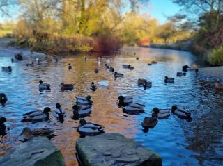 Explore Stevenage's Oasis: Fairlands Valley Park Travel Guide