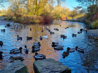 Explore Stevenage's Oasis: Fairlands Valley Park Travel Guide