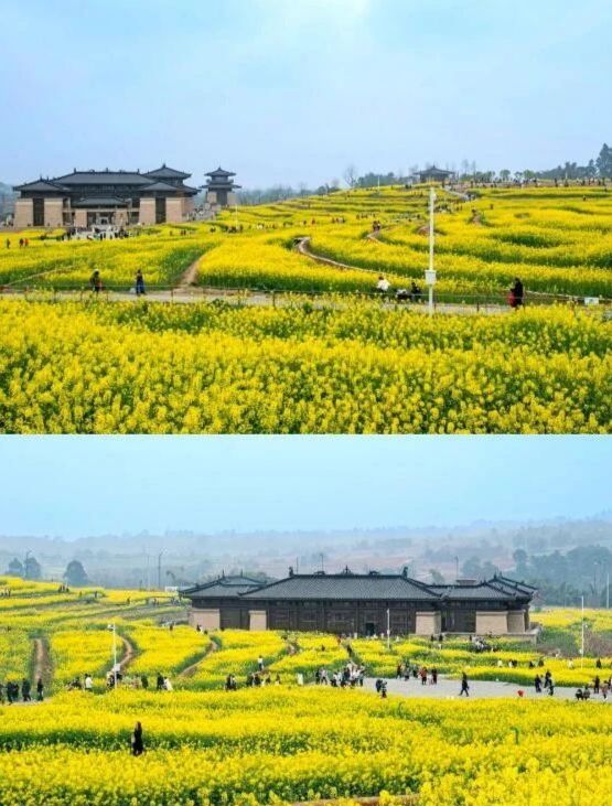 成都油菜花海的春日之旅：13個絕美打卡地點推薦
