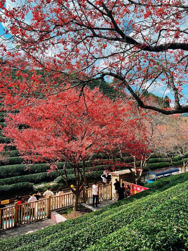 直擊《國家地理》封面級櫻花仙境! 直擊《國家地理》封面級櫻花仙境!