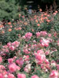 漫步薔薇花海：擁抱美好與寧靜