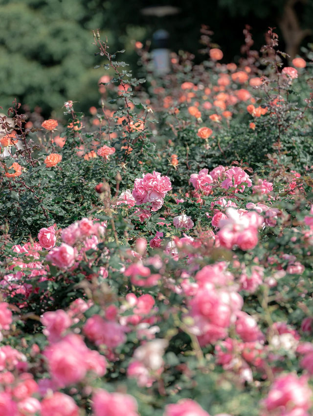 漫步薔薇花海：擁抱美好與寧靜
