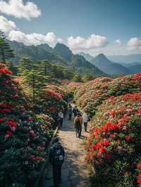 此時不同品種的杜鵑花競相開放