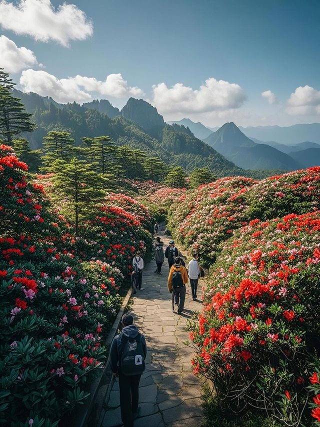 此時不同品種的杜鵑花競相開放