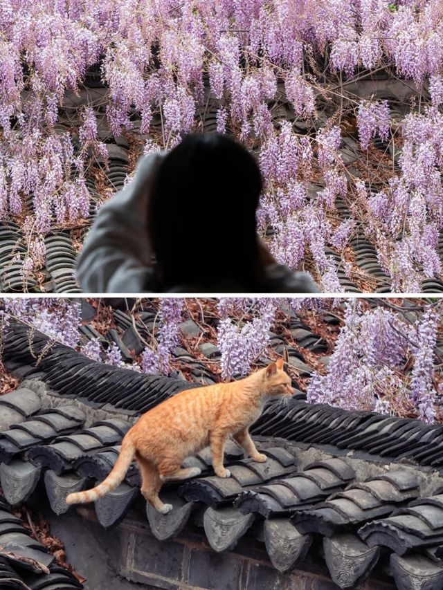 鏡頭下的春和景明｜南京的春天宛如仙境