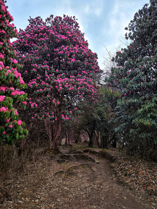 3月尼泊爾徒步！杜鵑花海+雪山雙王炸。