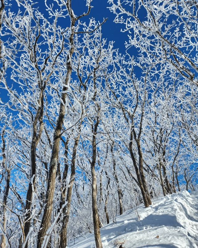 在原州市雉岳山看到了絕美的霧凇