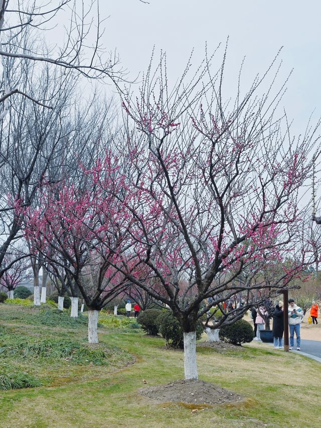 2.22實拍 | 莘莊梅園可以等等再來