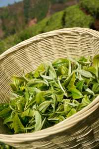 普洱茶，田園風光！