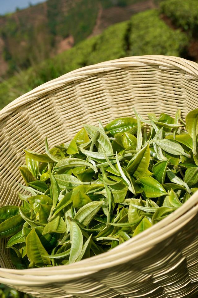 普洱茶，田園風光！