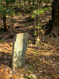 櫻花季怎能不來熊野古道遠足！