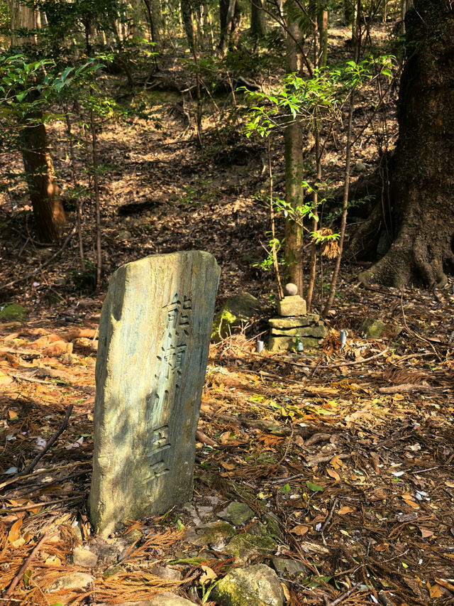 櫻花季怎能不來熊野古道遠足！