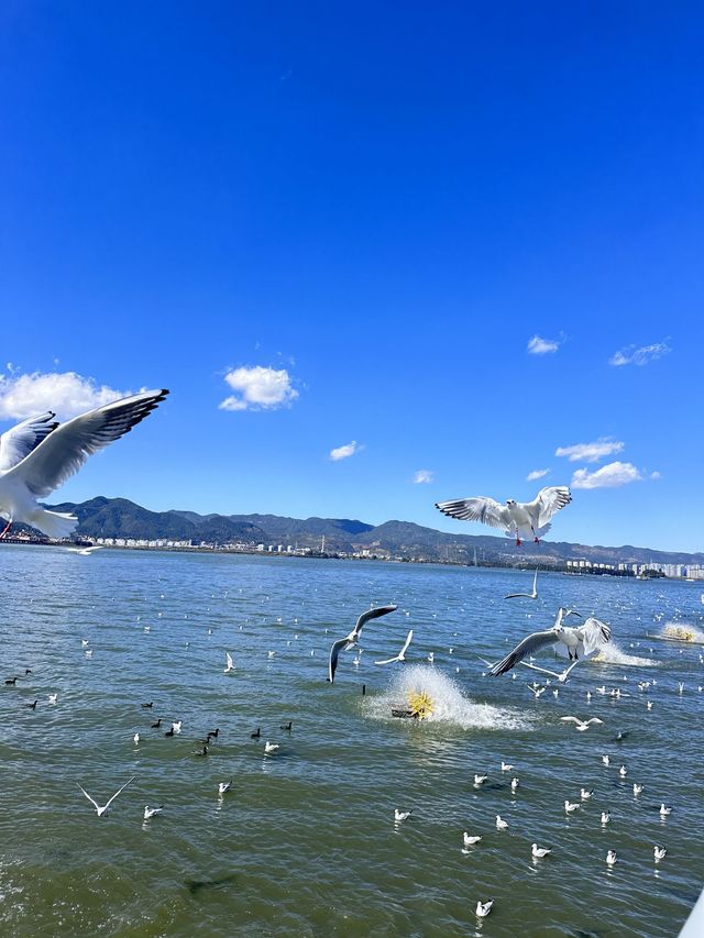 8日暢遊昆明-大理市-麗江 超詳細攻略帶你玩轉雲南