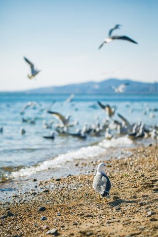 大連嘅海鷗都開始曬太陽喇，連薯條都搞唔到