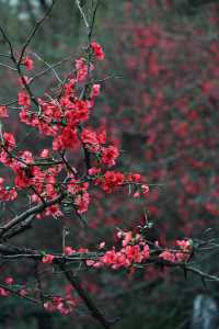 成都棠湖公園｜海棠花即將迎來最佳觀賞期！
