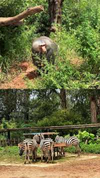 去動物園一定要這樣拍！