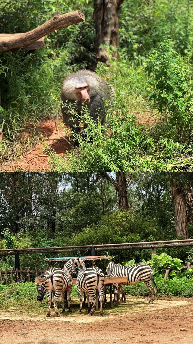 去動物園一定要這樣拍！