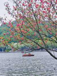 西湖三月天美景，賞花攻略不容錯過，二月梅花正盛