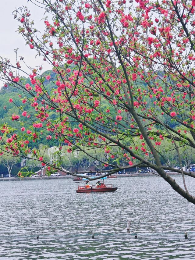 西湖三月天美景，賞花攻略不容錯過，二月梅花正盛