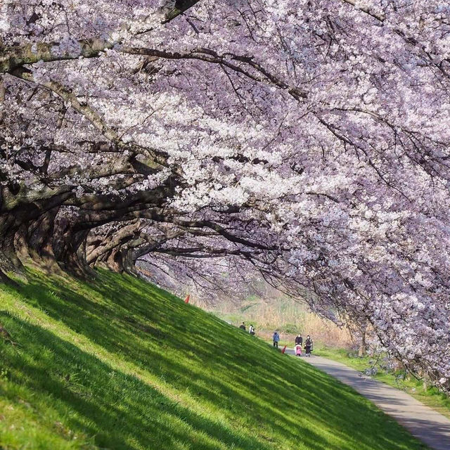 🌸被背割堤櫻花美到失語！京都頂流賞櫻地