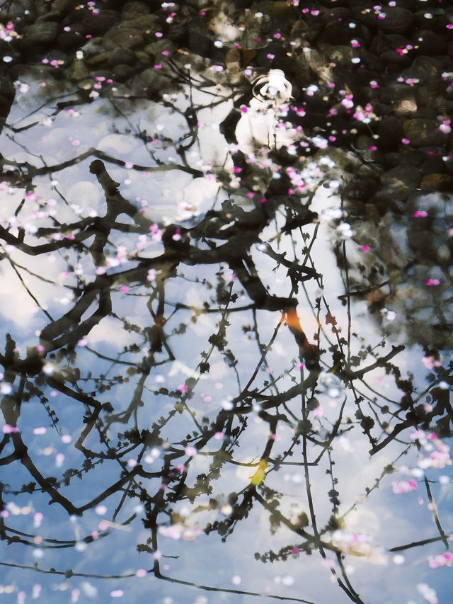 上海靜安雕塑公園梅花太頂流了