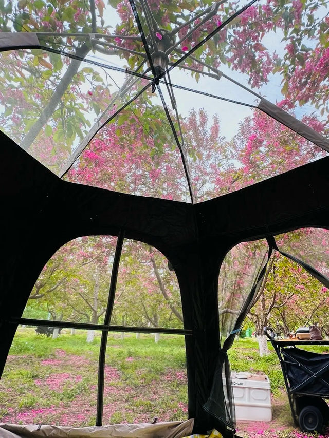 西安最美的海棠花海真係靚到暈低