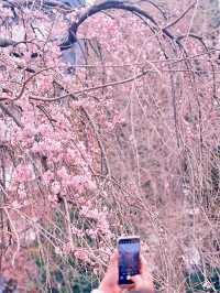 在東京鐵塔的星光下邂逅一場粉雪盛宴