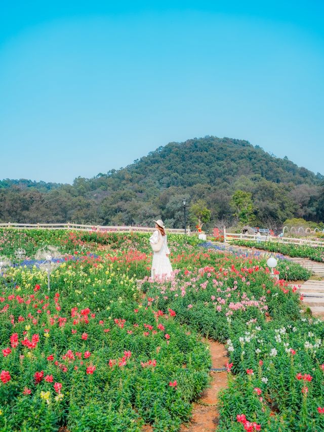 闖入春日花花世界！東莞香遇百花園全攻略