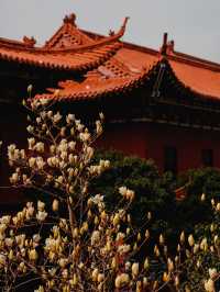 蘇州小眾賞玉蘭花聖地，美到失語