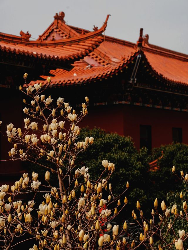 蘇州小眾賞玉蘭花聖地，美到失語